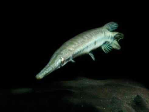 鱼类活化石:鳄雀鳝 鱼类活化石:鳄雀鳝