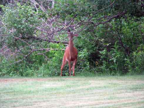 白尾红鹿 白尾红鹿