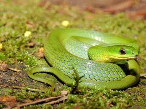 龙:传说的兽原型探秘(树蛇类) 龙:传说的兽原型探秘(树蛇类)