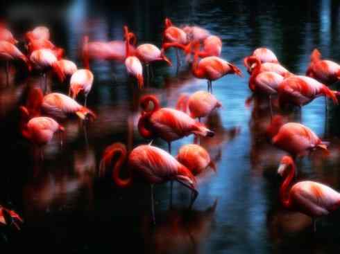 猎奇：奇特的鸟喙之二