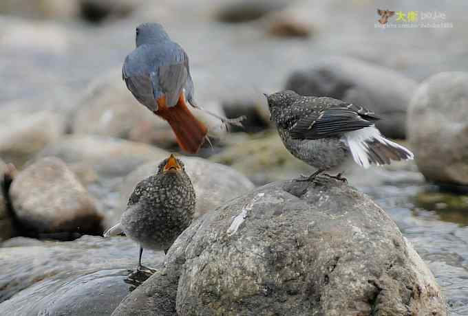父爱如山：实拍红尾水鸲和它的四个宝宝们