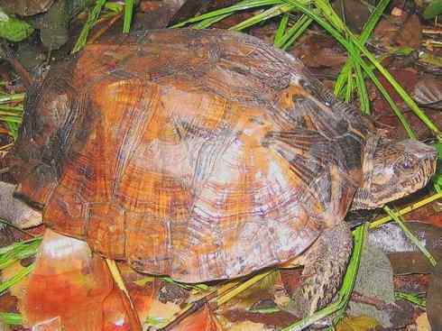 玄武：传说的兽原型探秘（鳄龟）