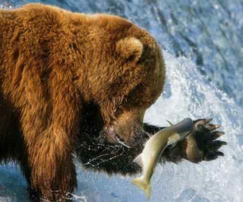 自然奇观:动物大迁徙(大马哈鱼) 自然奇观:动物大迁徙(大马哈鱼)