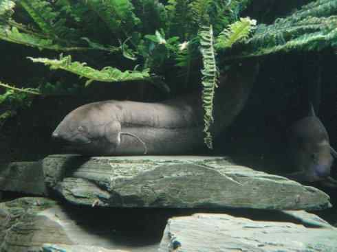 鱼类活化石：美洲肺鱼