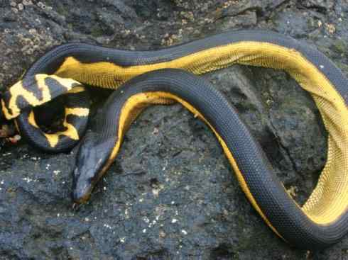 龙:传说的兽原型探秘(海蛇类) 龙:传说的兽原型探秘(海蛇类)