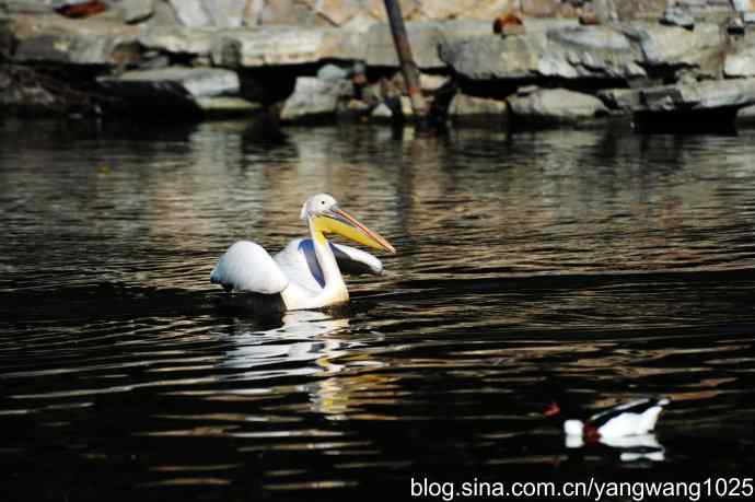 鹈鹕(大白)近况 鹈鹕(大白)近况