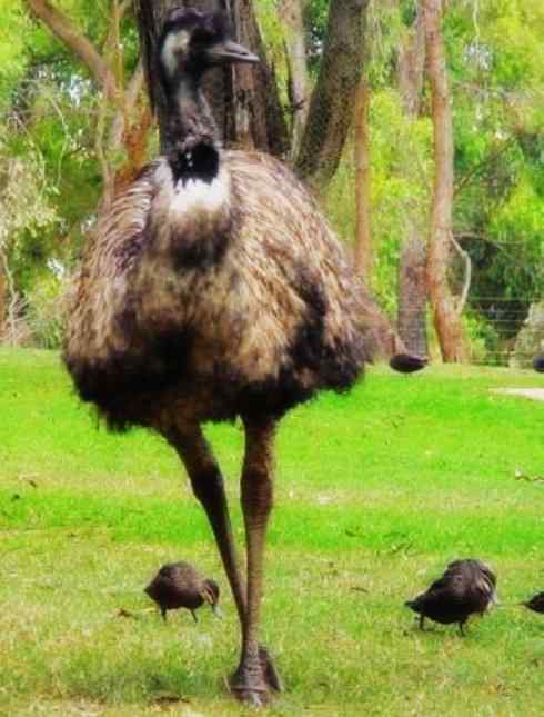 家禽驯化之源之十二