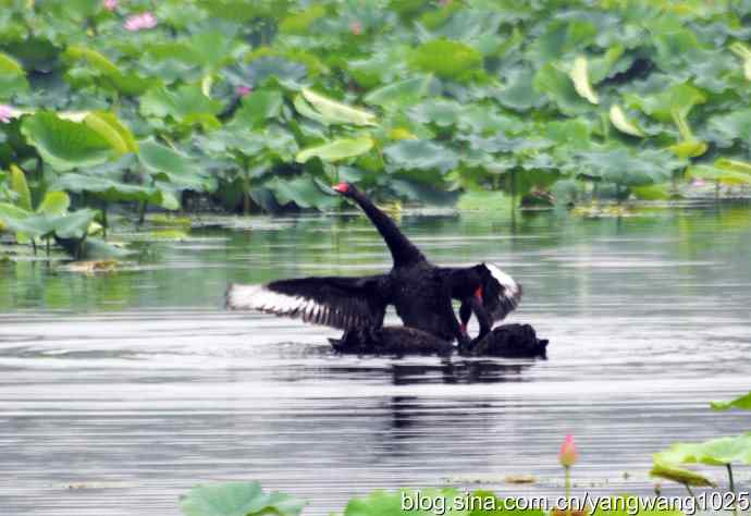 欢乐的亲兄弟（记圆明园的三只小黑天鹅）