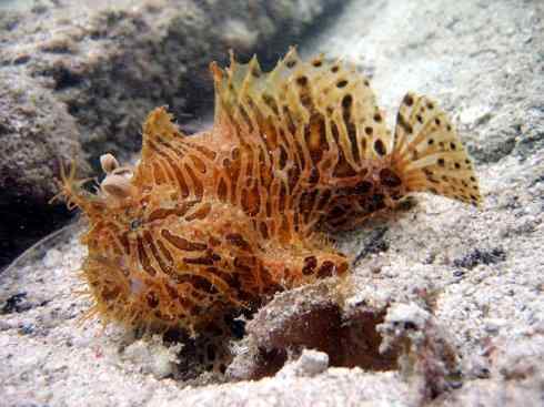 鱼类活化石：月眼鱼