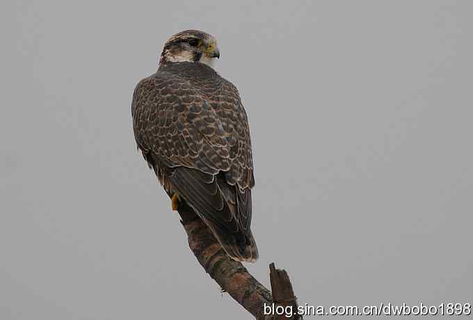 猎隼：国保二级猛禽