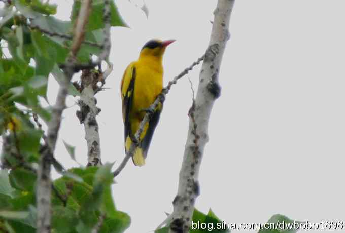 鸟友同游怀沙河 鸟友同游怀沙河