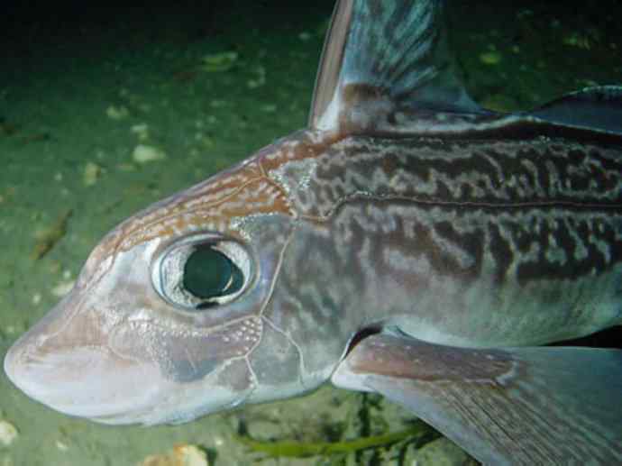 鱼类活化石：银鲛