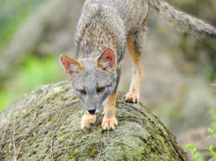 犬科：狐亚科伪狐属之高地狐、河狐、秘鲁狐