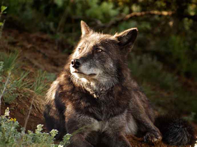 犬科：犬亚科犬属之澳洲野犬、歌唱犬、家犬