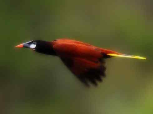 奇特的盔:拟椋鸟 奇特的盔:拟椋鸟