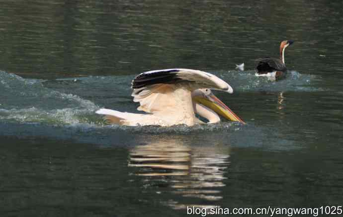 再拍大鹈鹕 wbr3 再拍大鹈鹕 wbr3