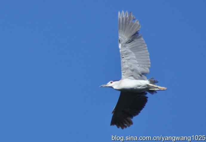 北京动物园的鸟类——飞（夜鹭） 4