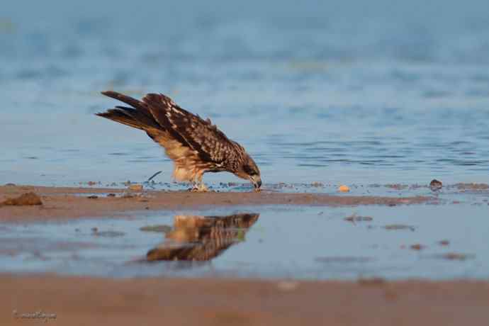 野鸭湖.晨曦中的黑耳鳶