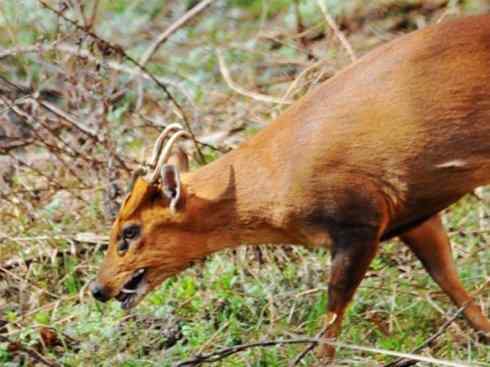 麒麟：传说的兽原型探秘（麂）