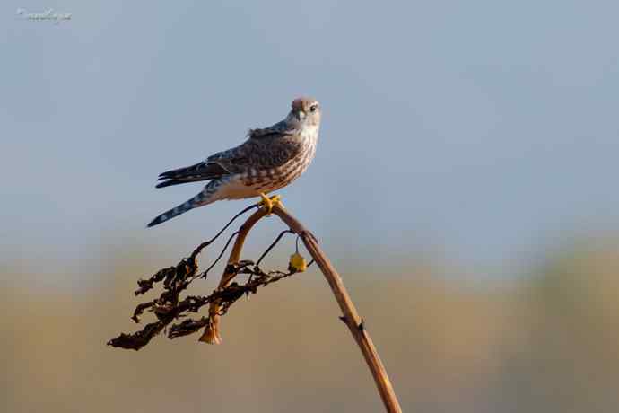 角百灵 wbr野鸭湖的一天
