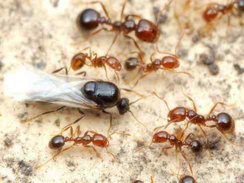 十大喜食蜂蜜动物:法老蚁 十大喜食蜂蜜动物:法老蚁