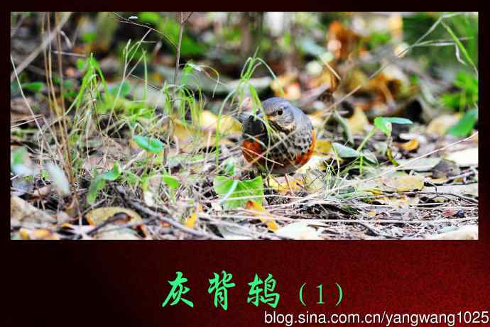 北京天坛公园的鸟类——灰背鸫(1)