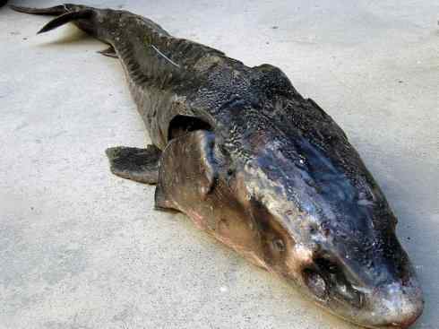 鱼类活化石:中华鲟 鱼类活化石:中华鲟