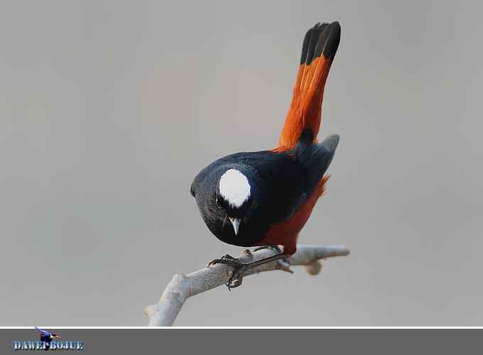 戴贝雷帽の白顶溪鸲