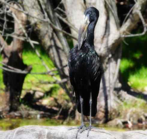 猎奇：奇特的鸟喙之六