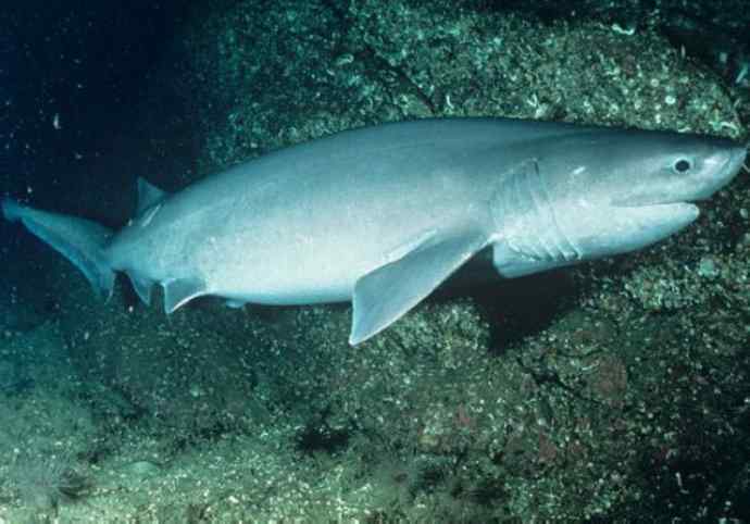 鱼类活化石：皱鳃鲨