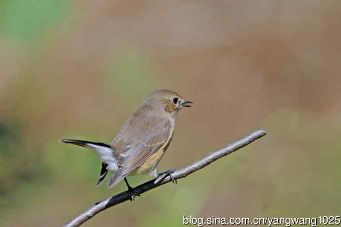 秋天的红喉姬鹟（7）