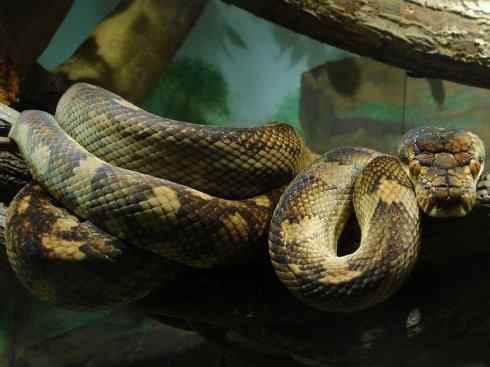 龙:传说的兽原型探秘(树蟒类) 龙:传说的兽原型探秘(树蟒类)