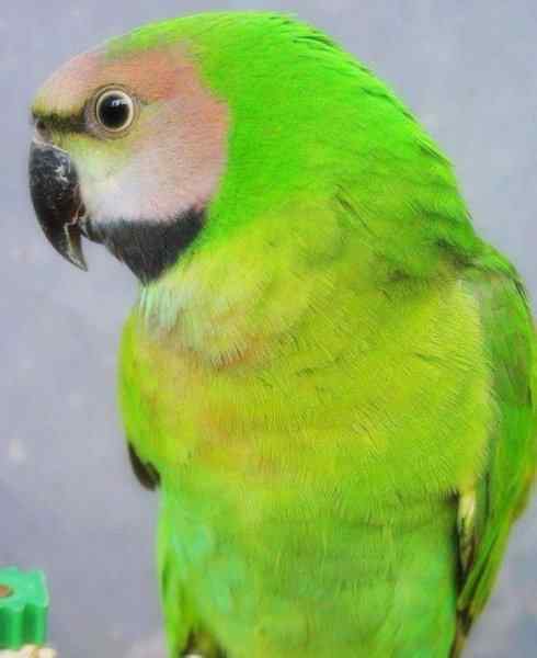 家禽驯化之源之七