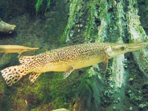 鱼类活化石:鳄雀鳝 鱼类活化石:鳄雀鳝