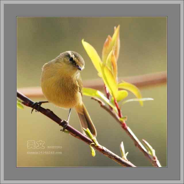 四川西昌鸟类摄影——黄腹柳莺