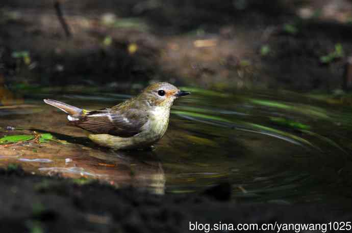 雌性白眉姬鹟（3）