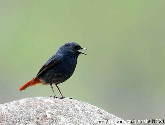 它可真能叫.十渡的红尾水鸲GG 它可真能叫.十渡的红尾水鸲GG