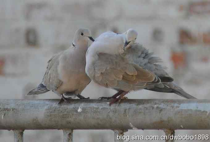 灰斑鸠踩蛋 wbr须浮鸥育雏