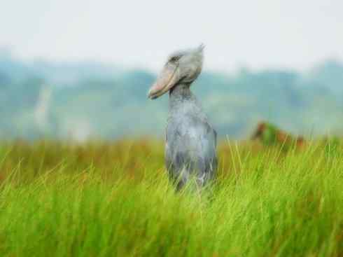 猎奇：奇特的鸟喙之一