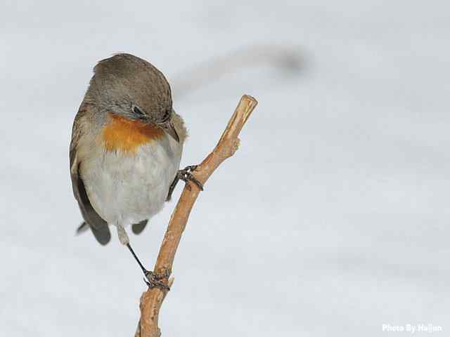 红胸姬鹟演绎冬天里的童话