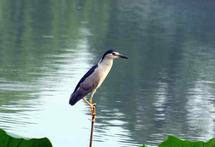 北海公园的夜鹭（呆版）2