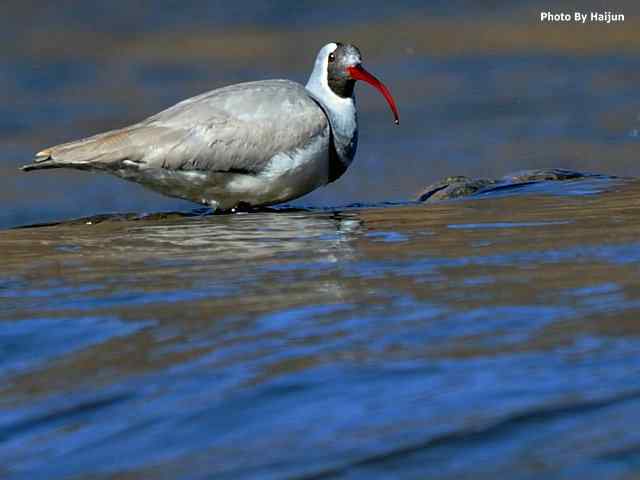 峡谷中观赏百态鹮嘴鹬