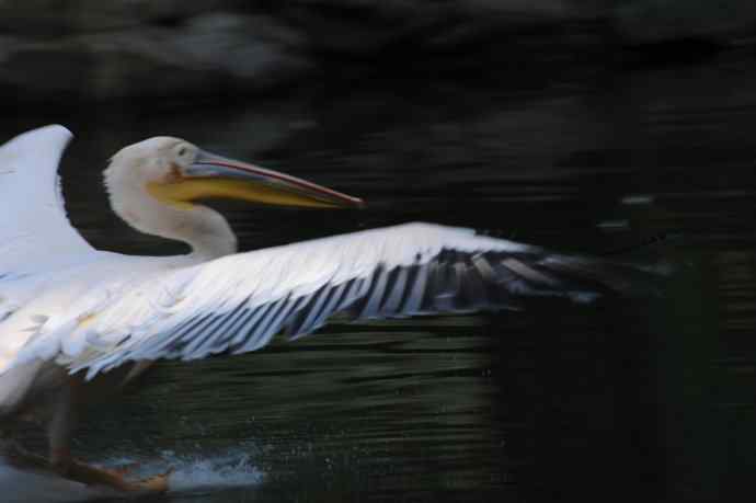 再拍大鹈鹕 wbr wbr4 再拍大鹈鹕 wbr wbr4