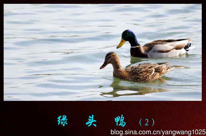 北京颐和园公园的鸟类——绿头鸭（2）