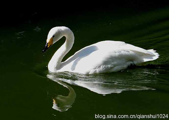 白天鹅.悠然自得(动物园)