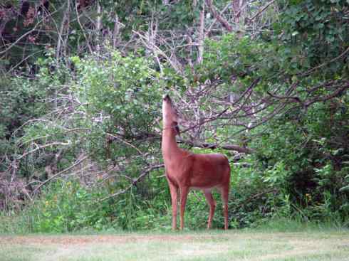 白尾红鹿 白尾红鹿