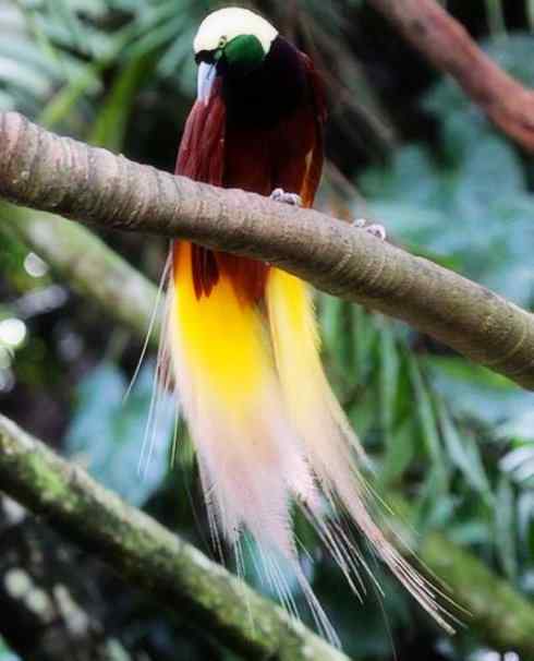 美丽无罪：雀鸟之极乐鸟