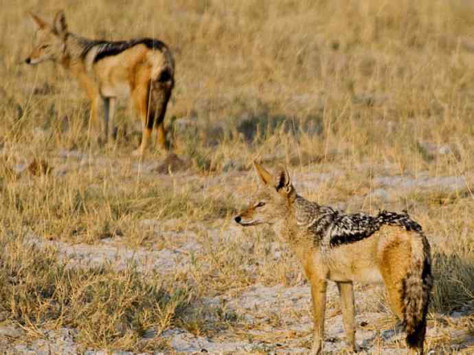 犬科：犬亚科犬属之西门豺、侧纹豺（胡狼类）