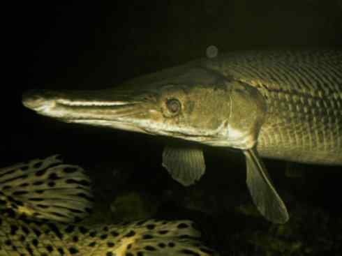 鱼类活化石:鳄雀鳝 鱼类活化石:鳄雀鳝