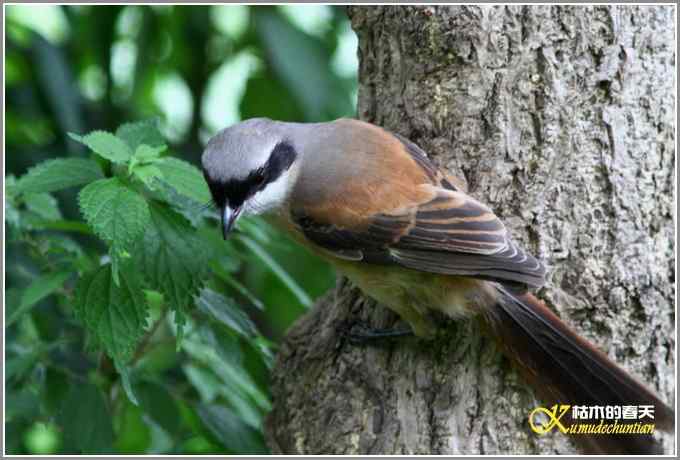 伯劳与白鹭【照片}